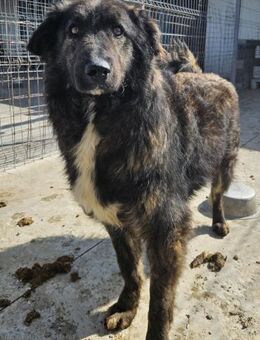 WOLLE möchte dein treuer Begleiter sein - Weilheim (Oberbayern)