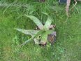 Aloe Vera Zimmerpflanzen aus Costa Rica - verschiedene Größen in 97464