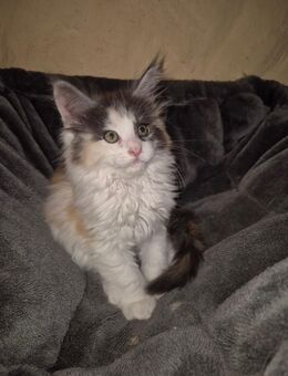 Maine Coon Kitten weibchen (ohne Stammbaum) - Süderbrarup