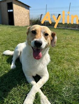 Aylin Schmusebacke mit Charakter - Rinteln