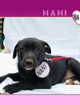 ❤ NANI 🥰 - WILL GELIEBT WERDEN! - Alfeld (Leine)