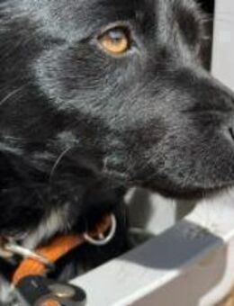 Wirbelwind Filou - Ellerbek