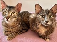 Messina & Livorno Verspieltes Katzen-D - Benediktbeuern
