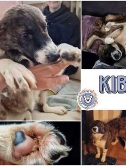 KIBA * Ihre Menschen sind Ihre Welt - Duisburg