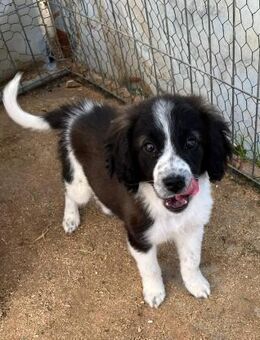 Welpe Yoda klein, klug, charmant 💚🐾 - Eislingen (Fils)