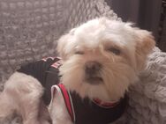 Pekinese Shi tzu zu verkaufen - Mönchengladbach
