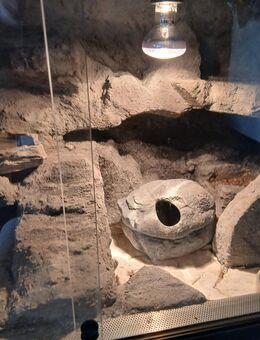 Leopardengecko mit Terrarium - Marl (Nordrhein-Westfalen)