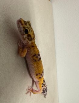 Leopardgecko – Männchen, 9 Monate alt - Friedberg (Hessen)