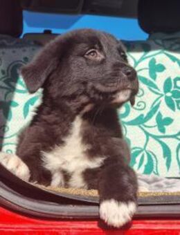 Selma sucht ihr großes Glück - Eixen