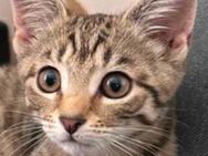 Bengal Kitten Mix Babykatze - Bad Salzuflen Papenhausen