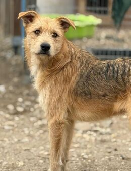 Edi sucht freundliche Menschen - Bochum