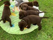 Reinrassige Labradorwelpen suchen ein neues zu Hause!! - Künzing