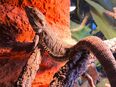 Bartagame mit oder ohne Terrarium und Zubehör in 09127