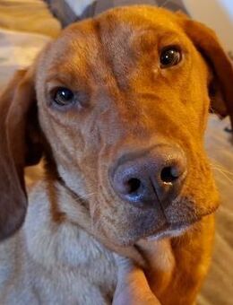 NOTFALL: Viszla-Fans aufgepasst - Treia