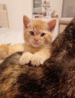 Katzen, Baby Katzen, Kitten - Schwerte (Hansestadt an der Ruhr)