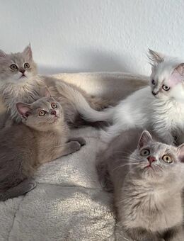 Verschmuste BKH +BLH Kitten sind abgabereit - Köln