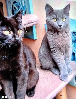 Kater blau Maine coon Mix kastriert u schwarz - Zarrentin (Schaalsee) Zentrum