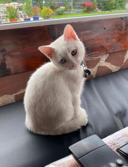Baby- Katerchen 15. Wochen - Khao Manee -Maine Coone Mix sieheText - Mosbach
