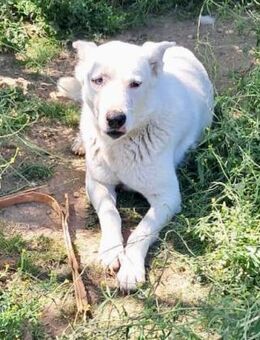 Daggi: Loyal, clever und voller Charme - Hückelhoven