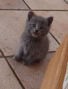 Kleine Katzenkinder abzugeben - Neumarkt-Sankt Veit