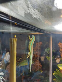 Phelsuma borbonica mater "Basse Vallee" - Falkensee