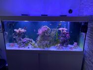 Meerwasseraquarium mit Inhalt + Unterschrank und Technik - Sachsenhagen