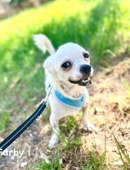 Zwerg Furby sucht Platz auf dem Sofa - Berlin