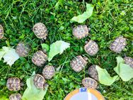 Griechische Landschildkröten - Fritzlar