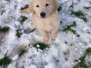 Golden Retriever Labrador Mischlinge - Warendorf