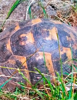 Maurische Landschildkröten abzugeben - Dresden