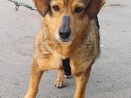 BAMBI (*2021) auf PS in 40721 Hilden - Landau (Pfalz)