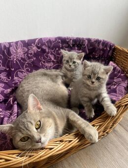 BKH kitten, Junge und Mädchen - Detmold