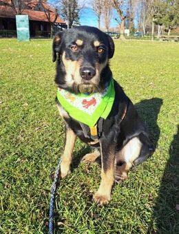 Atreju - Wer schenkt ihm Geborgenheit? - Obertshausen