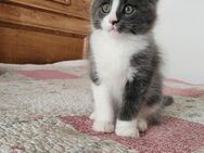 =^..^=Tolles Maine Coon kitten/KATER aus seriöser Zucht =^..^= - Bad Berleburg