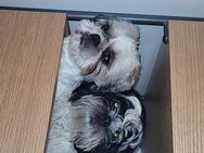 Shih Tzu Welpe - Witzenhausen