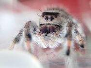 Springspinne springspinnen phidippus regius Bahamas (white) - Nürnberg