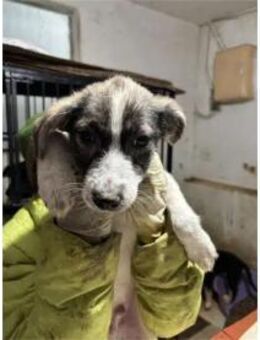 Carlos4 - Pflegestelle oder Zuhause gesu - Oberwies