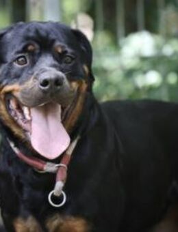 Mira sucht ein Zuhause - Pirmasens