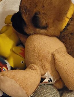 Akita Inu Welpen - Berlin Mitte