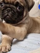 Mopswelpen/retromops m.Stammbaum zu verk in 94486