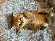 Verspielte BKH Kitten - Frankfurt (Main) Sossenheim