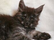 Maine Coon Kätzchen Reinrassige - München
