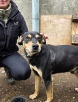 Sanfte Seele Danny sucht seine Menschen - München