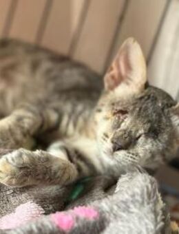 Once -Liebevoller Kater sucht Happy home - Bad Camberg