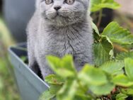 BKH Kitten suchen ein liebevolles neues Zuhause - Kreuztal