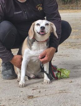 Trasto - lebensfroher Beagle Senior - Ratekau