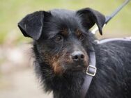 Blacky - Zuhause gesucht - Duisburg