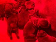 Französische Bulldoggen Babies abzugeben - Hamminkeln Zentrum