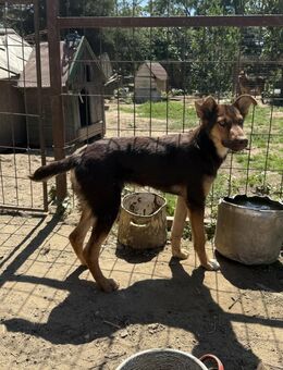 Karesz - toller Junghund sucht Zuhause - Köln