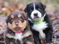 Mini Goldenaussie , Mini Golden Retriever , Mini Australienshephert, Welpen - Wassenberg